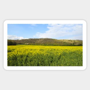 Rapeseed Field by the Hills Sticker